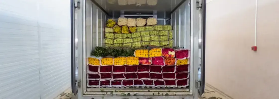 opened-back-doors-truck-loaded-with-rose-flowers-loading-flowers-stock-delivery 1